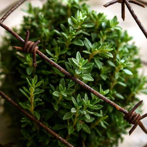 Les pains de Ekmat Kalel